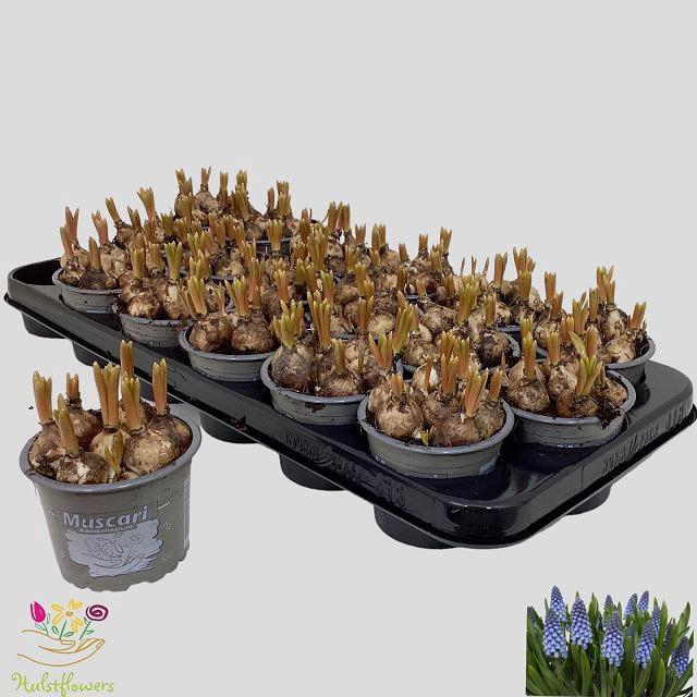 <h4>MUSCAR ARMENIACUM</h4>