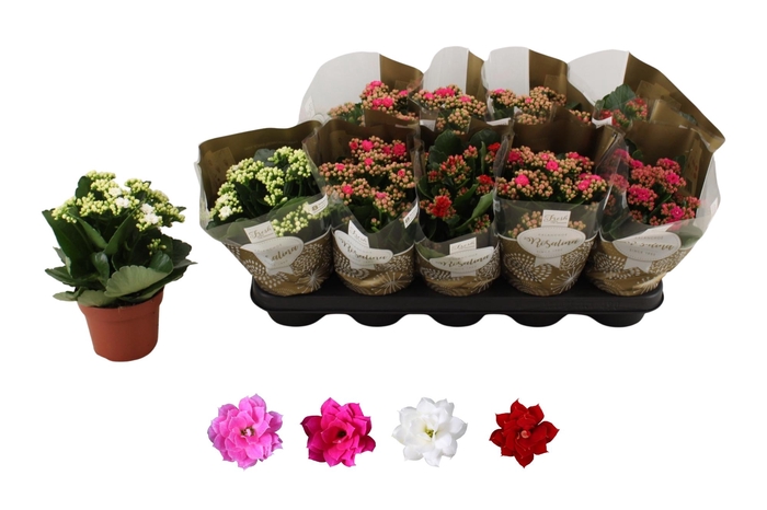 <h4>KAL GE RO GEM 4 KL</h4>