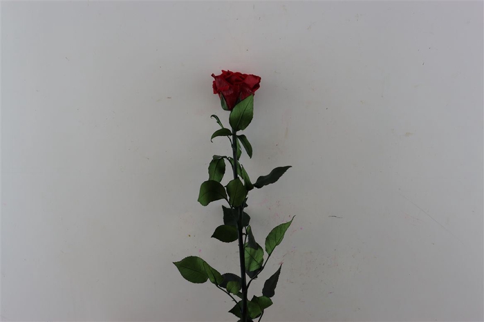 Ro Pres Stem 50cm Red Light