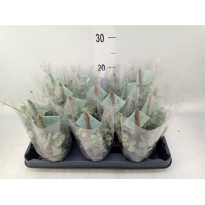 Ceropegia woodii ssp. woodii