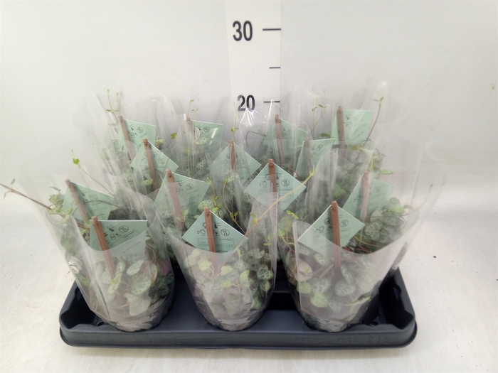 <h4>Ceropegia woodii ssp. woodii</h4>