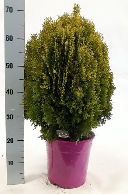 <h4>PLAT OR AUREA NANA</h4>