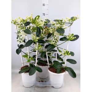 Stephanotis floribunda   ...
