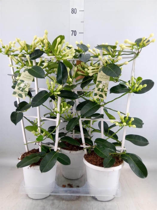 <h4>Stephanotis floribunda   ...</h4>