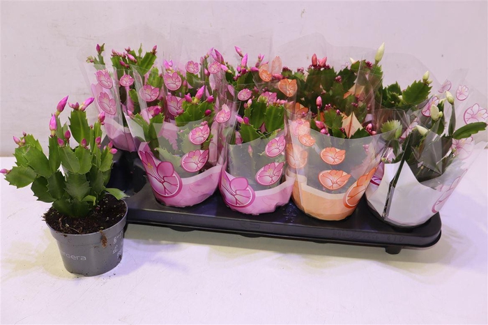 <h4>arr8 Schlumb Gem 3 Kl</h4>