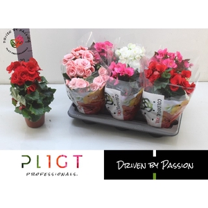 Begonia mix 14Ø 30cm