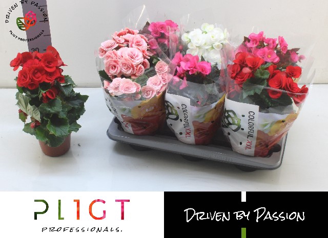 Begonia mix 14Ø 30cm