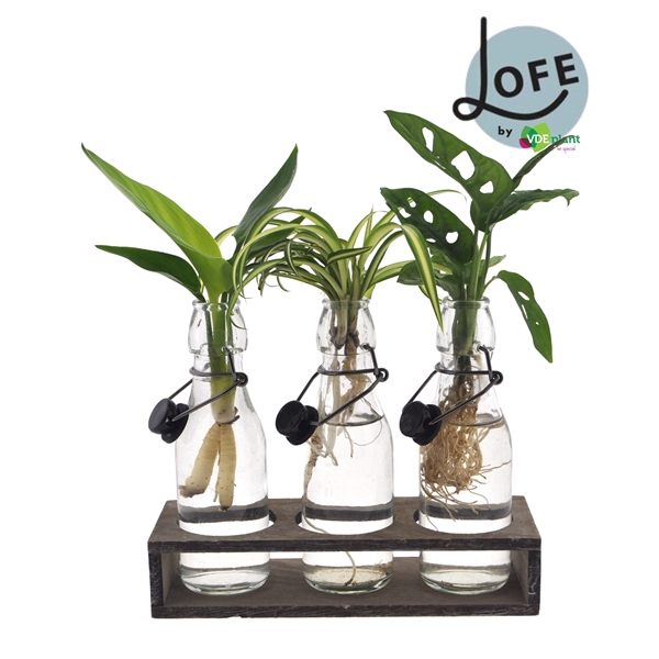 <h4>LOFE | Intenz mix in Ann glas + trio houtje - levertijd: 24 uur</h4>