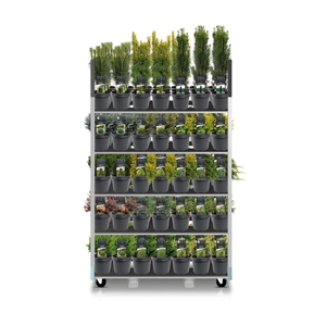 Coniferenmix assortiment C3 - exclusieve mix CC (mix kan afwijken van foto)