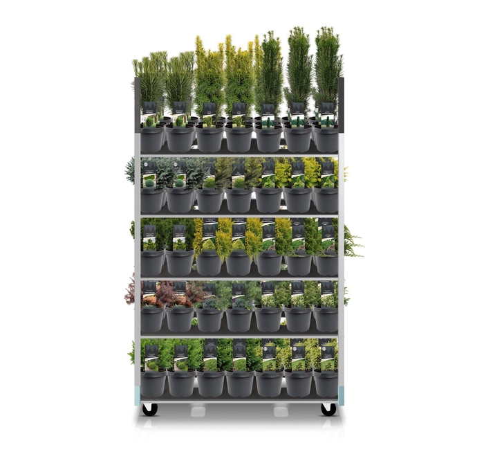 Coniferenmix assortiment C3 - exclusieve mix CC (mix kan afwijken van foto)