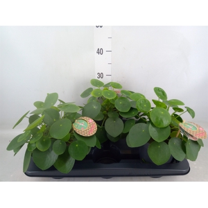 Pilea peperomoides