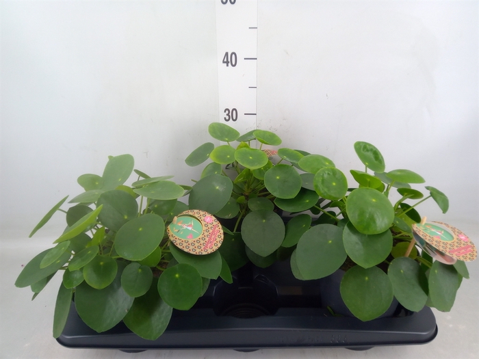 <h4>Pilea peperomoides</h4>