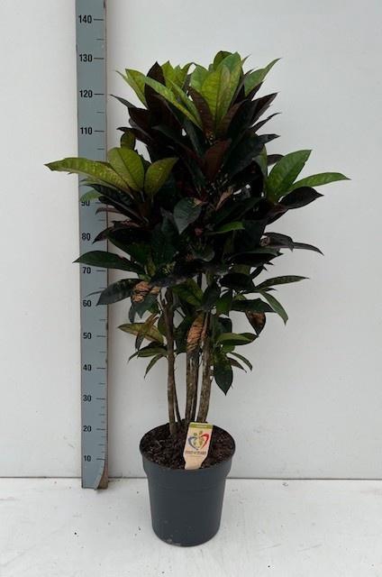 <h4>COD KL MRS ICETON</h4>