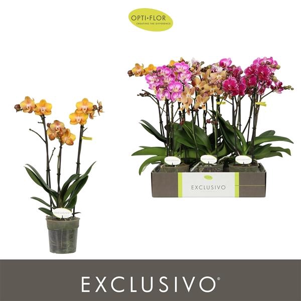 <h4>Phalaenopsis Multifloratypes gemengd 5 kleuren</h4>