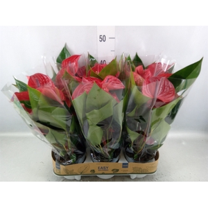 Anthurium andr. 'Picanta Red'