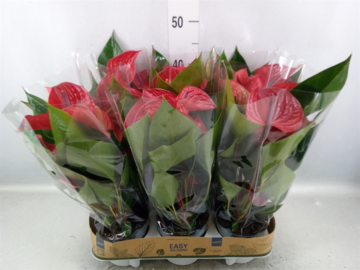 <h4>Anthurium andr. 'Picanta Red'</h4>