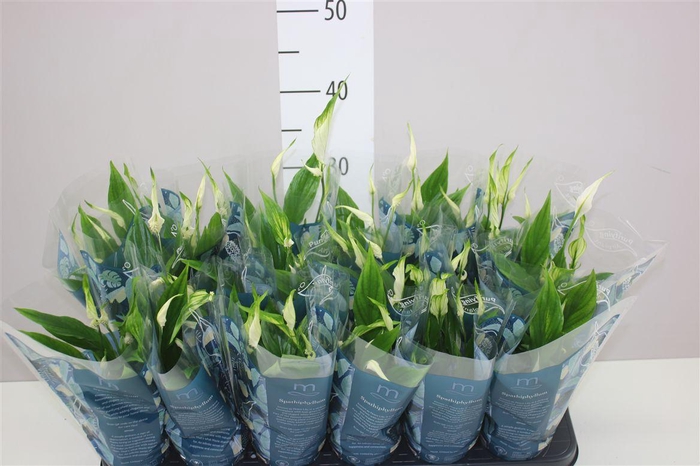 <h4>Spathiphyllum Chopin</h4>