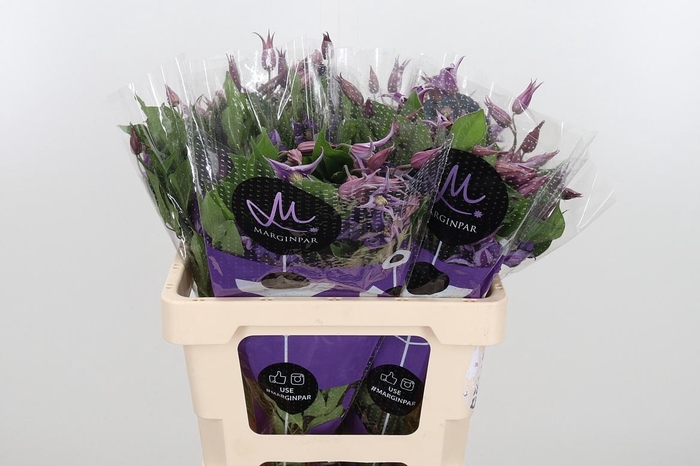 <h4>Clem Amazing Rome</h4>