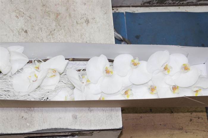 <h4>Phal Sensation White</h4>