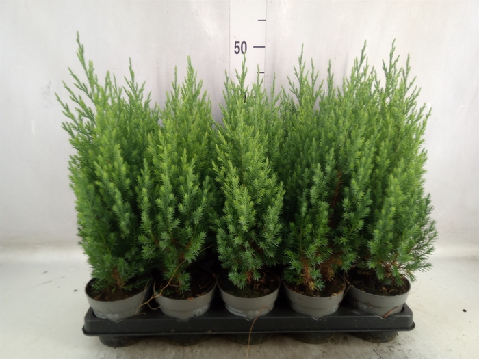 <h4>Juniperus chinensis 'Stricta'</h4>