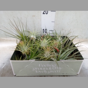 Tillandsia