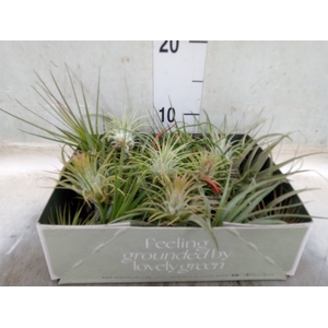 Tillandsia