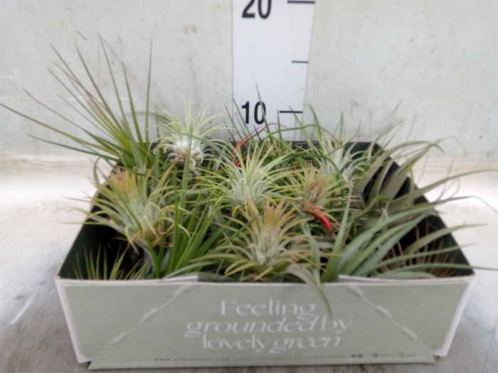 <h4>Tillandsia</h4>