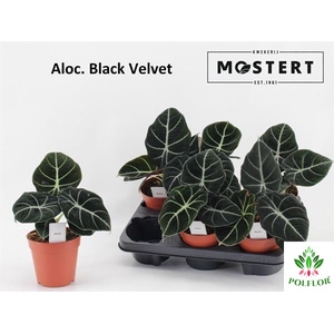 Alocasia Black Velvet 12Ø 20cm 1pp