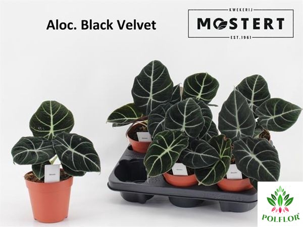 Alocasia Black Velvet 12Ø 20cm 1pp