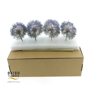 Dried Bleached Dandelion Stardust Box