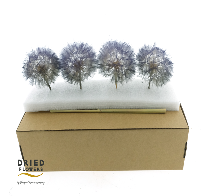Dried Bleached Dandelion Stardust Box