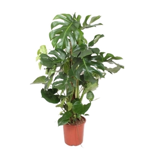 Monstera Deliciosa mosstok 120cm MoDe27Ms