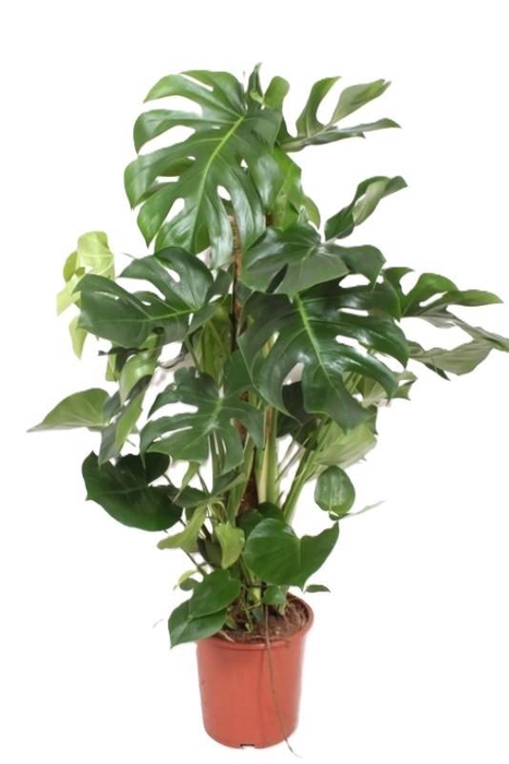 <h4>Monstera Deliciosa mosstok 120cm MoDe27Ms</h4>