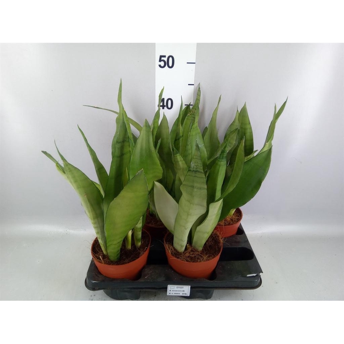 <h4>Sansevieria trifa. 'Moonshine'</h4>