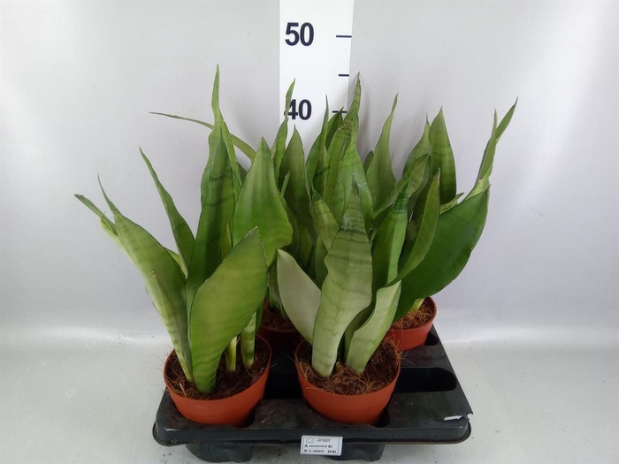 Sansevieria trifa. 'Moonshine'