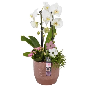 CC2384 Arrangementen Phalaenopsis mt H%