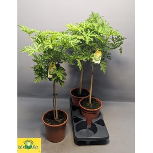 PEL GRAV LEMON TREE