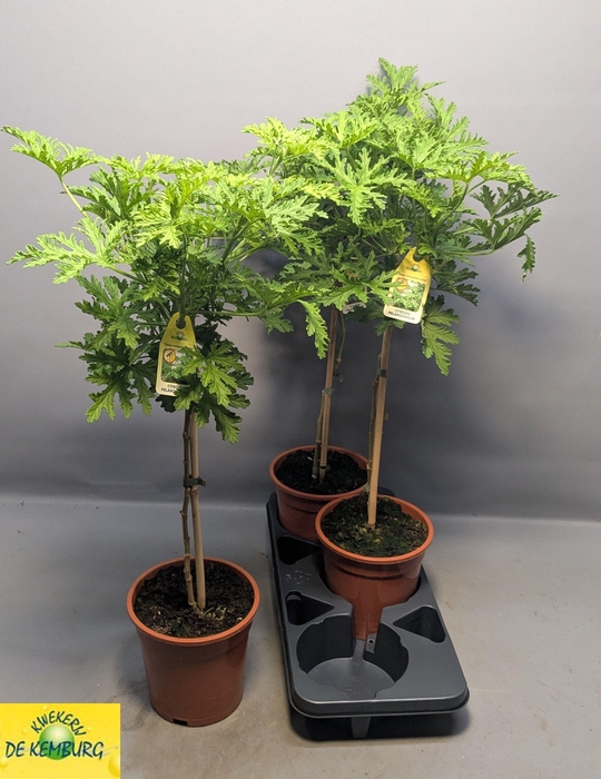 <h4>PEL GRAV LEMON TREE</h4>