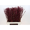 Salix Caprea Snow Flake P. Burgundy