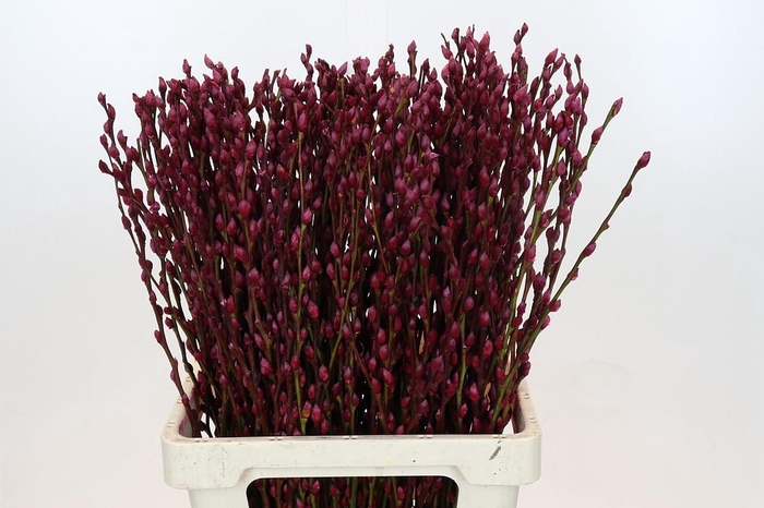 <h4>Salix Caprea Snow Flake P. Burgundy</h4>