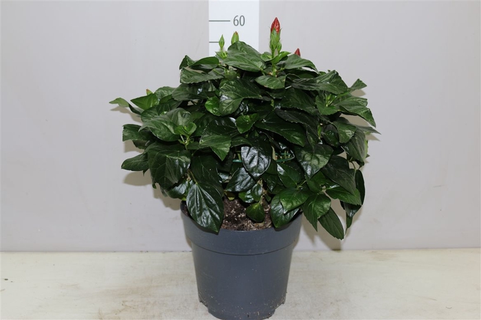 <h4>Hibiscus Sunny Cancun Toef</h4>