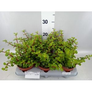 Portulacaria afra