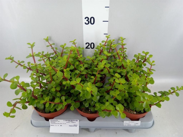 <h4>Portulacaria afra</h4>