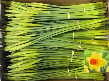 <h4>Narc G Juanita Bs</h4>