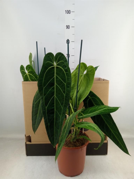 <h4>Anthurium ...</h4>