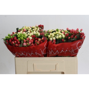 Hypericum Rainbow Romance