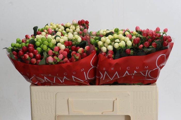 <h4>Hypericum Rainbow Romance</h4>