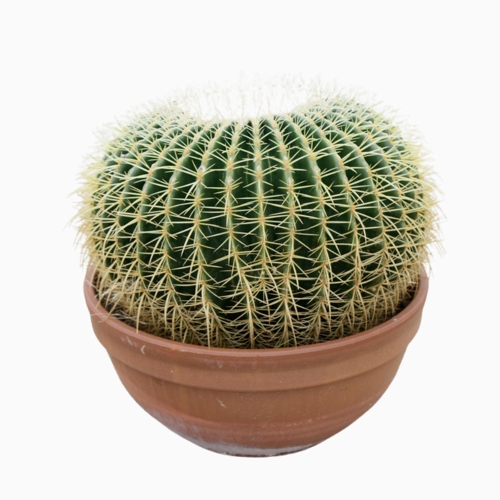 <h4>Echinocactus grusonii</h4>