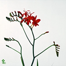 <h4>Crocosmia Red King</h4>