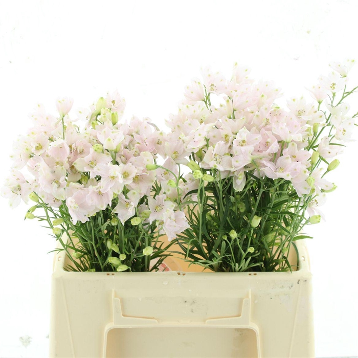 <h4>Delph En M Sug Pink</h4>